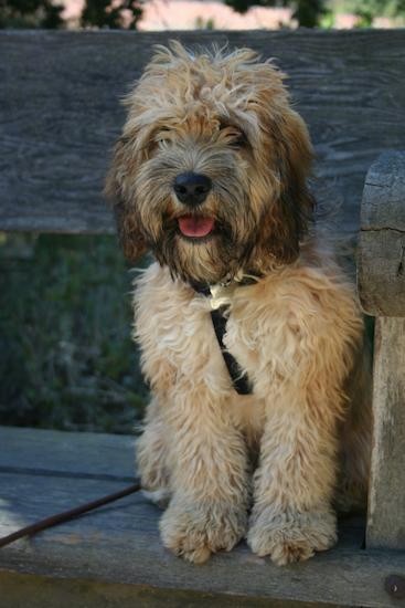 A medium-sized, wavy, thick-coated tan and black dog with long hair covering up the dogs eyes sitting on a bench outside